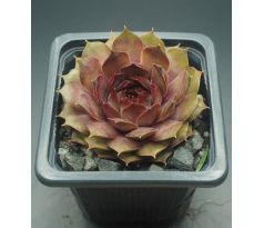 Sempervivum SPECHT