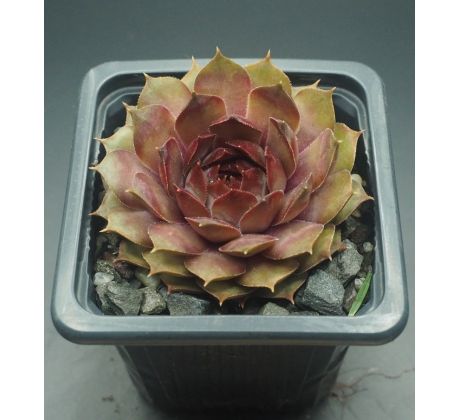 Sempervivum SPECHT