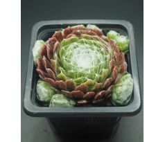 Sempervivum SPIDER`S LAIR