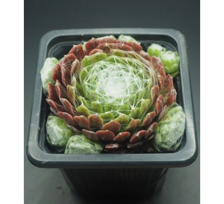 Sempervivum SPIDER`S LAIR