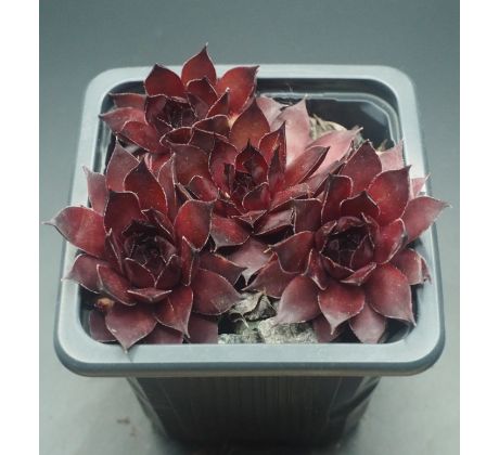 Sempervivum SQUIB