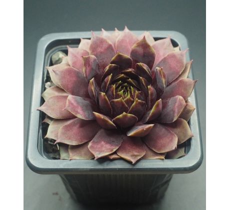 Sempervivum STARBURST