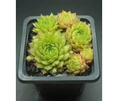 Sempervivum STERKUGEL II