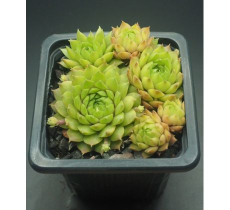 Sempervivum STERKUGEL II