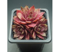 Sempervivum STERNTALER