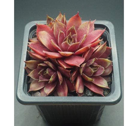 Sempervivum STERNTALER