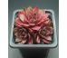 Sempervivum STERNTALER