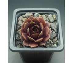 Sempervivum SULEIMAN