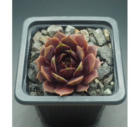 Sempervivum SULEIMAN