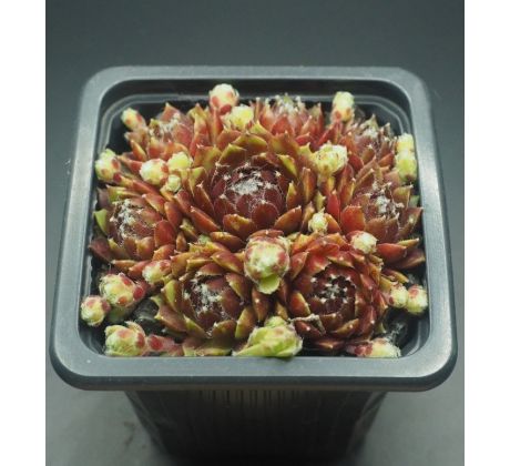 Sempervivum SUMAYYAH