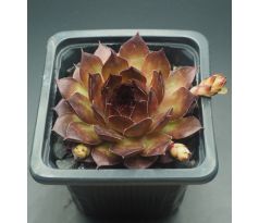 Sempervivum LOVELY ROSET