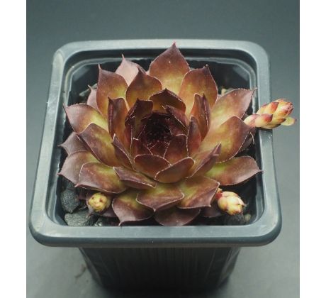 Sempervivum LOVELY ROSET