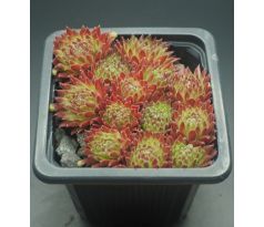 Sempervivum SWEET LITSCHI