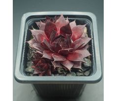 Sempervivum SWEET SCHERRY