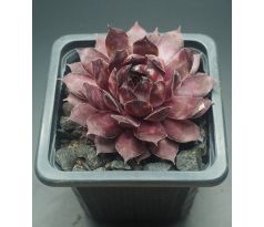 Sempervivum TAARA