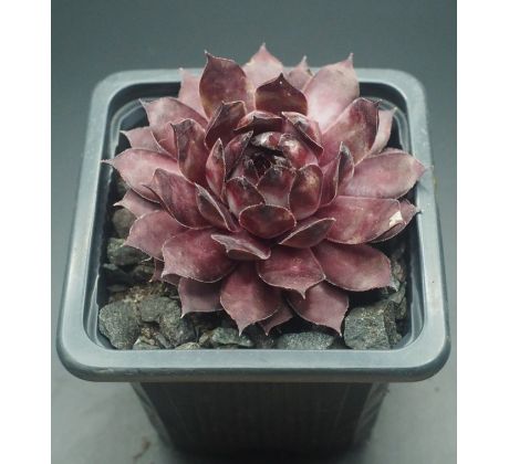 Sempervivum TAARA