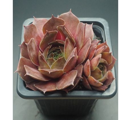 Sempervivum TAKAYANA