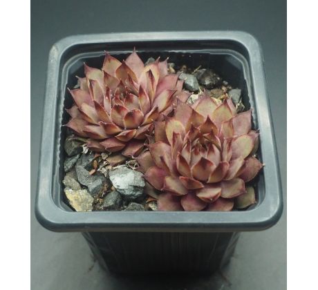 Sempervivum TARENTUM