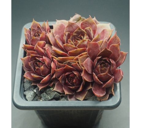 Sempervivum TARITA