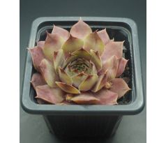 Sempervivum TELFAN