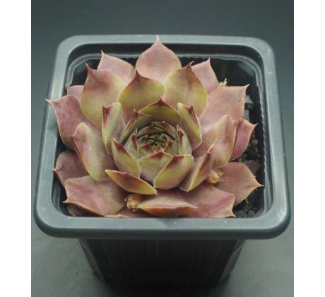 Sempervivum TELFAN