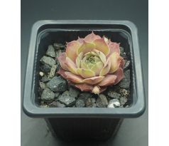 Sempervivum THUNDER