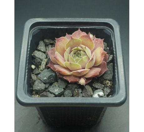 Sempervivum THUNDER