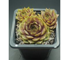 Sempervivum VOSSA NOVA