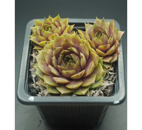 Sempervivum VOSSA NOVA