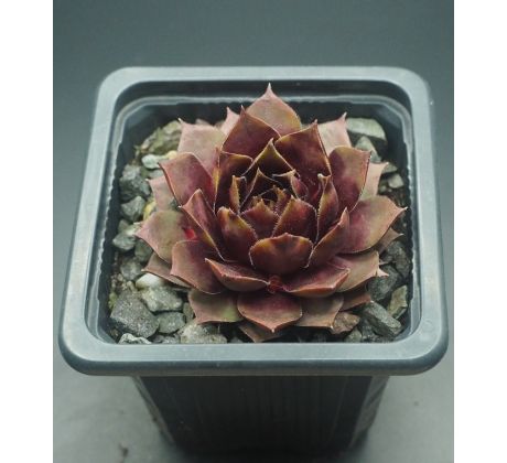 Sempervivum TIEFPUNKT