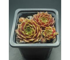 Sempervivum TINA`S FAVORIT