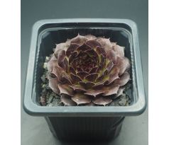 Sempervivum TINTENRAD