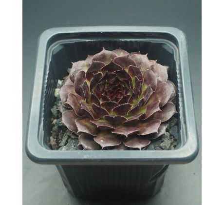 Sempervivum TINTENRAD