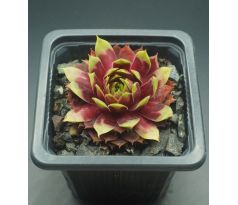 Sempervivum TOHUWABOHU