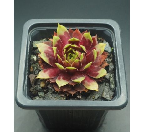 Sempervivum TOHUWABOHU