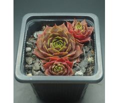 Sempervivum TONIA