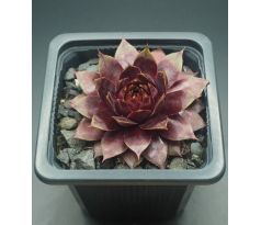 Sempervivum TRAUMREISE