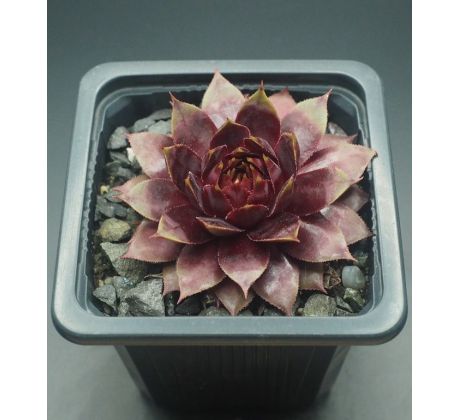 Sempervivum TRAUMREISE