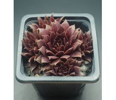 Sempervivum TREEBEARD