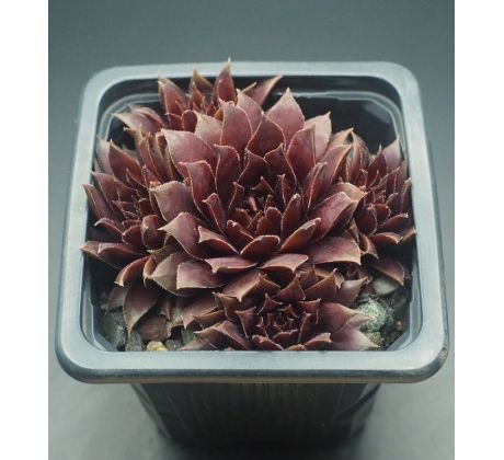 Sempervivum TREEBEARD