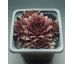 Sempervivum TREEBEARD