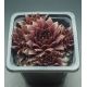 Sempervivum TREEBEARD