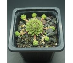 Sempervivum BAMBINI