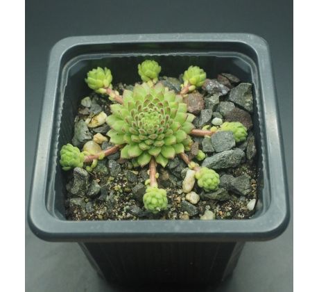 Sempervivum BAMBINI