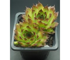 Sempervivum TRUDE