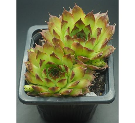 Sempervivum TRUDE