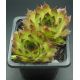 Sempervivum TRUDE