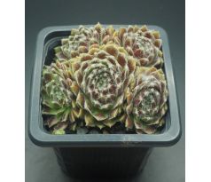 Sempervivum UDINE