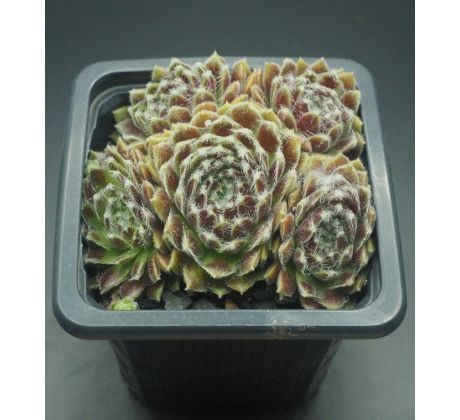 Sempervivum UDINE