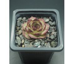 Sempervivum URMEL